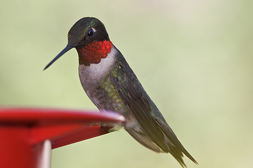 Thumbnail Image 1